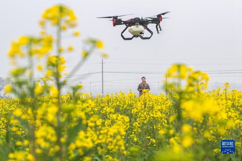 Waendeshaji wanawake wa droni wanyunyiza matumaini juu ya mashamba Hubei, China