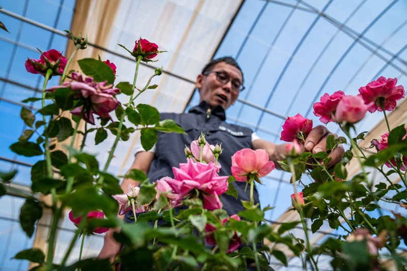 Maua yaliyozalishwa kwenye anga ya juu yachanua katika Mkoa wa Yunnan, Kusini-Magharibi mwa China