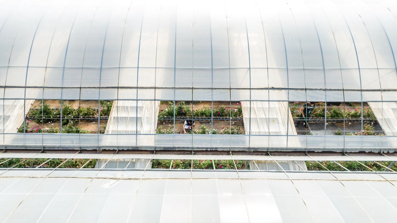 Maua yaliyozalishwa kwenye anga ya juu yachanua katika Mkoa wa Yunnan, Kusini-Magharibi mwa China