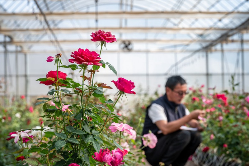 Maua yaliyozalishwa kwenye anga ya juu yachanua katika Mkoa wa Yunnan, Kusini-Magharibi mwa China