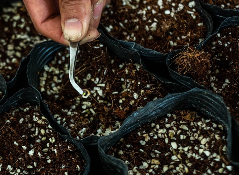 Maua yaliyozalishwa kwenye anga ya juu yachanua katika Mkoa wa Yunnan, Kusini-Magharibi mwa China
