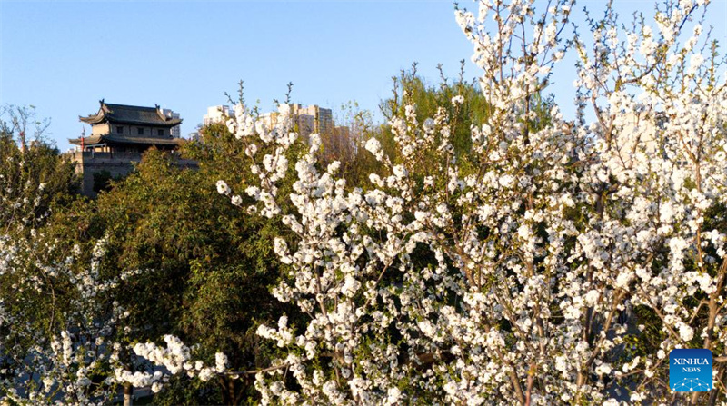 Mji wa Xi'an, Kaskazini Magharibi mwa China wavutia watalii kwa maua mazuri na maeneo ya kitamaduni