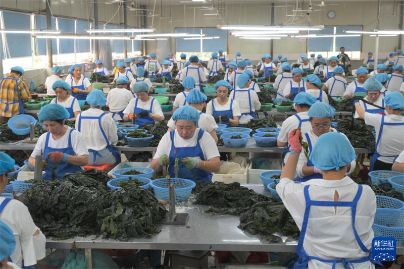 Wilaya ya Xiapu mkoai Fujian yaingia kwenye kipindi cha mavuno ya mwani