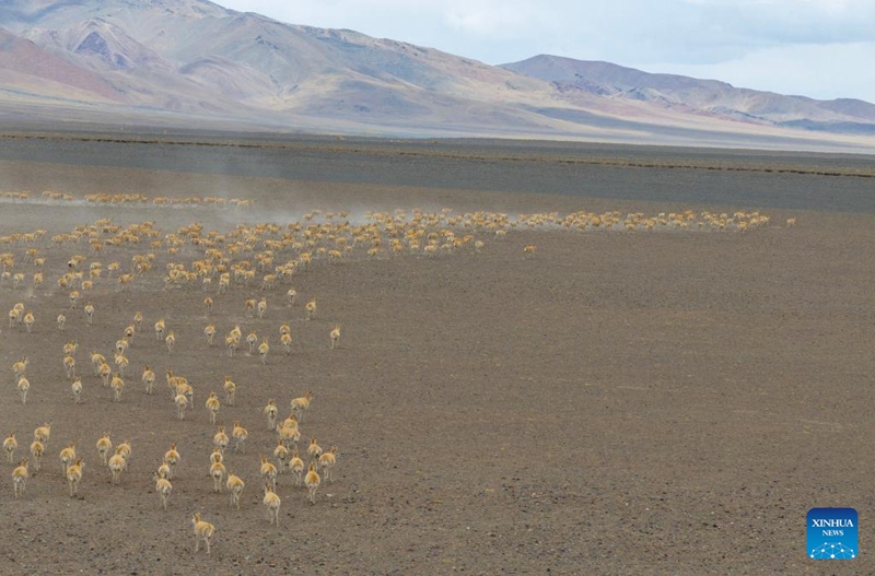 Habari picha: Askari wa wanyamapori waokoa swala mjamzito wa Tibet wakati wa kuhama mkoani Xizang, China