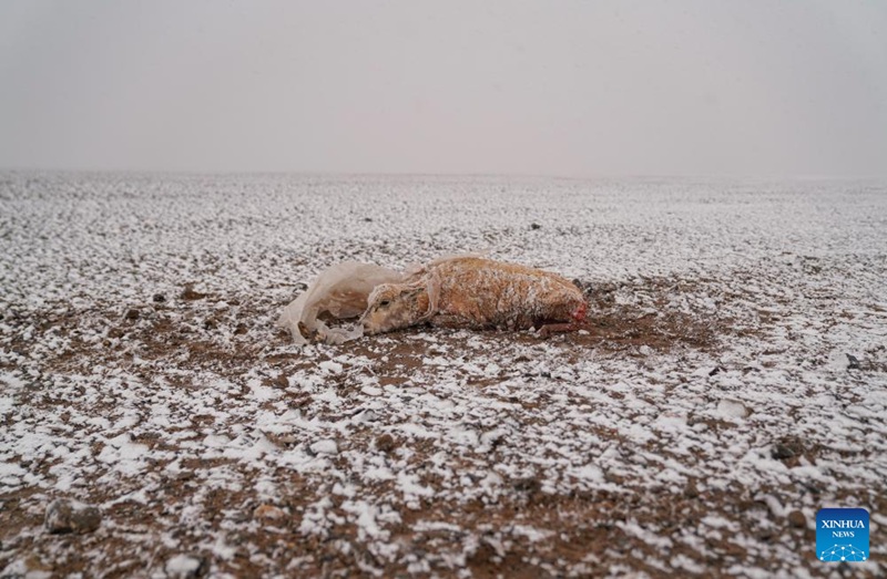 Habari picha: Askari wa wanyamapori waokoa swala mjamzito wa Tibet wakati wa kuhama mkoani Xizang, China