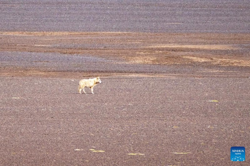 Habari picha: Askari wa wanyamapori waokoa swala mjamzito wa Tibet wakati wa kuhama mkoani Xizang, China