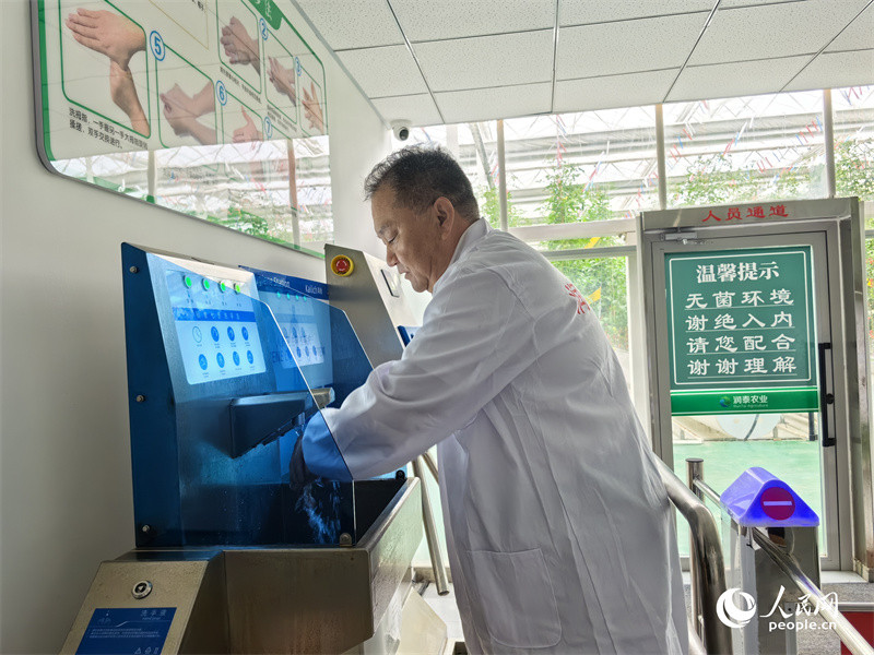 Wekeza katika Mkoa wa Xinjiang, China | Ukuaji wa Nyanya ndogo Wategemea data kubwa