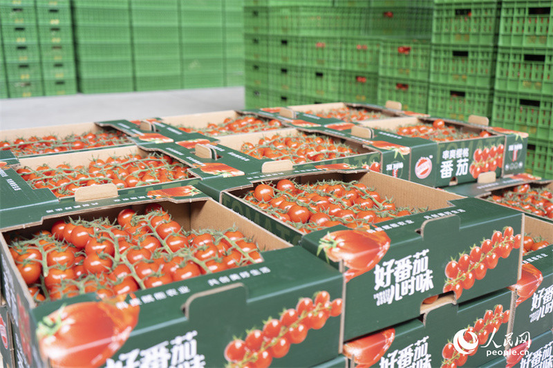Wekeza katika Mkoa wa Xinjiang, China | Ukuaji wa Nyanya ndogo Wategemea data kubwa