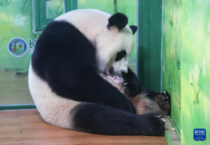 Dada mkubwa wa mapacha Watatu wa Panda wa Guangzhou, China azaa kitoto