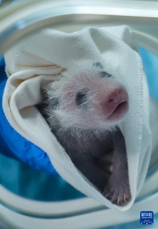 Dada mkubwa wa mapacha Watatu wa Panda wa Guangzhou, China azaa kitoto