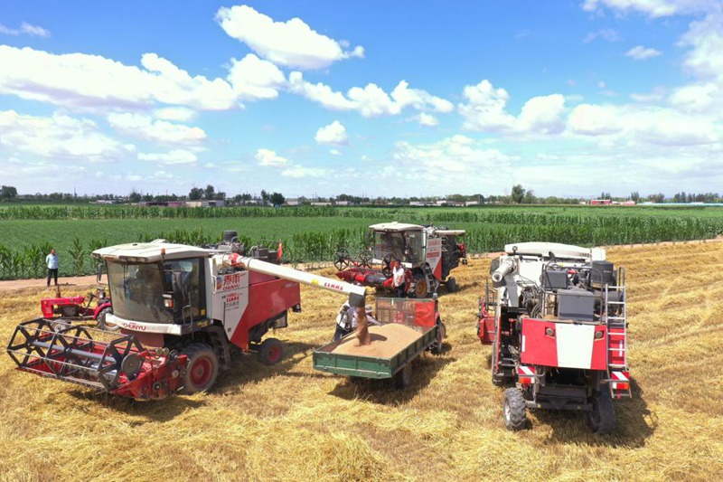 Msimu wa Mavuno ya majira ya joto katika eneo la Hetao la Mongolia ya Ndani, China waanza rasmi