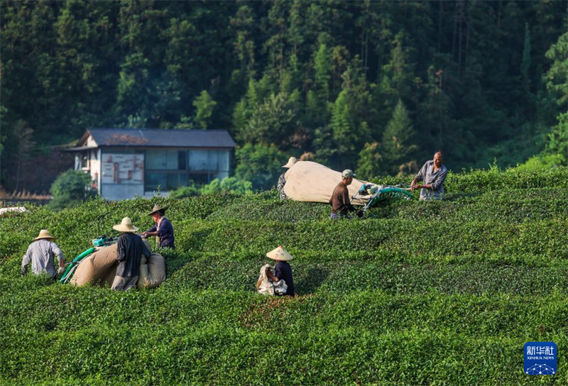 Chai ya majira ya joto yakaribisha mavuno mazuri huko Jiande, Mkoa wa Zhejiang, China