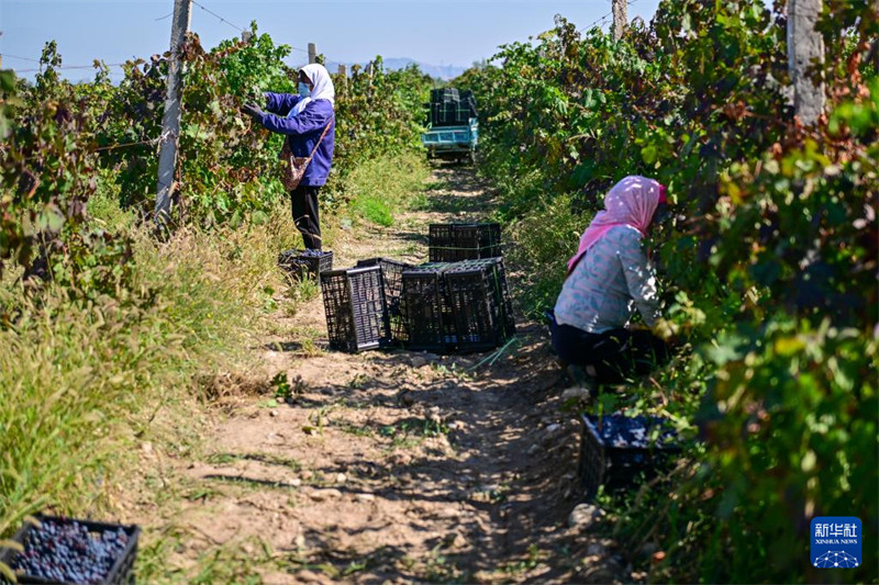 Fursa za Biashara ya Zabibu Zaingiza Msukumo Mpya katika Ustawishaji wa Sekta ya Vijiji Mkoani Xinjiang, China