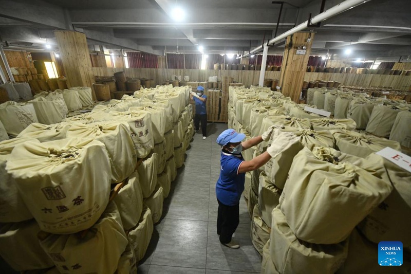 Utengenezaji na upandaji chai ya Liubao, waleta ustawi Mjini Wuzhou, Kusini mwa China