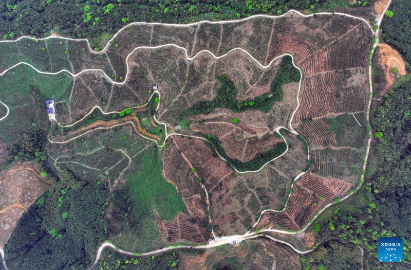 Utengenezaji na upandaji chai ya Liubao, waleta ustawi Mjini Wuzhou, Kusini mwa China