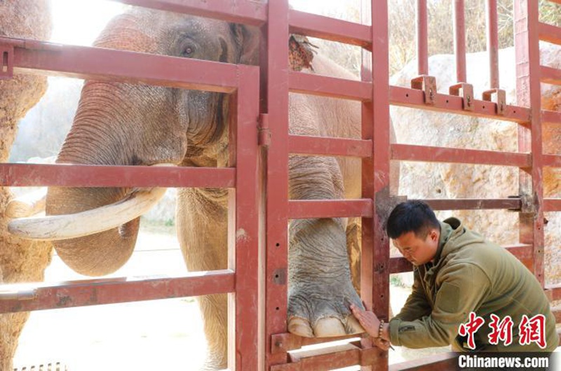 Wanyamapori wa Qingdao wapimwa afya kwa ajili ya majira ya baridi