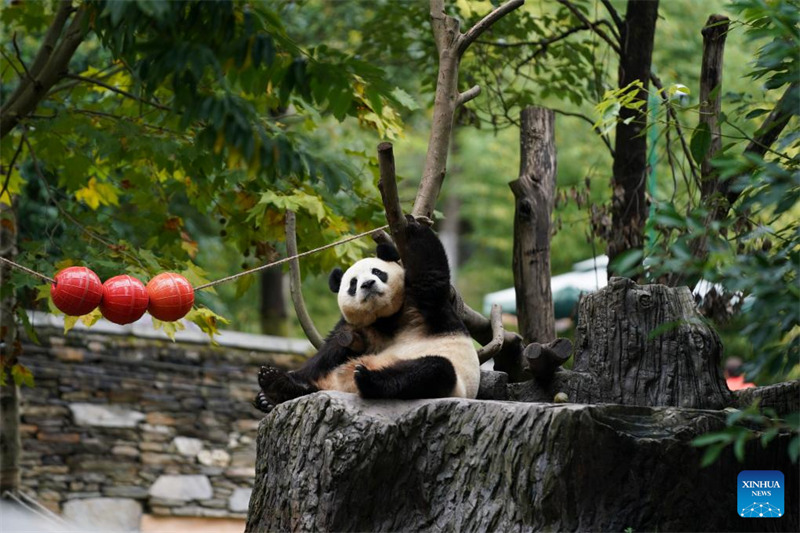 Hali ya maisha ya panda wazaliwa wa ng’ambo baada ya kurejea China
