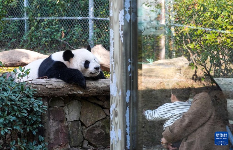 Watalii wakimtazama panda “Fu Hu” akiwa amelala, Desemba 1. (Picha na Yang Lei/ Xinhua)