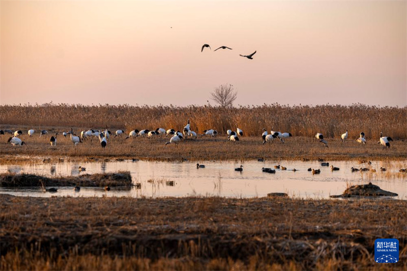 Idadi kubwa ya korongo wenye nyundu nyekundu waruka hadi Yancheng, China kwa ajili ya msimu wa baridi
