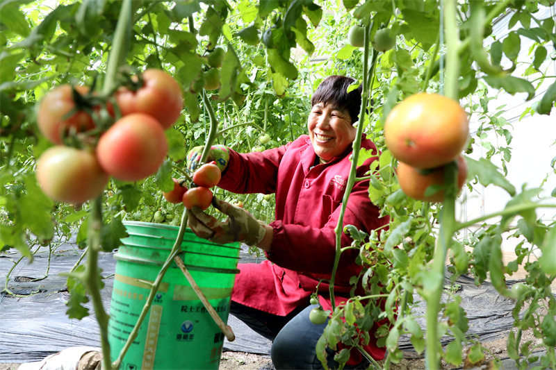 Wanachama wa Ushirika wa Upandaji Mboga katika eneo la Yingdong, mjini Fuyang, mkoani Anhui walichuma nyanya kwenye mabanda ya nyanya wakijiandaa kuzisafirisha hadi sokoni kwa ajili ya kuuzwa, Desemba 29, 2024.