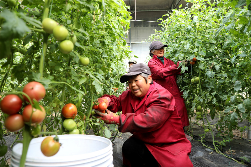 Fuyang Anhui: Mavuno makubwa kwenye mabanda ya nyanya