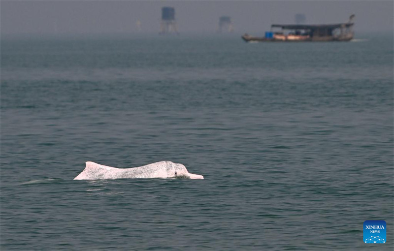 Ghuba ndogo ya Sanniang ya Guangxi, maskani ya pomboo weupe wa China