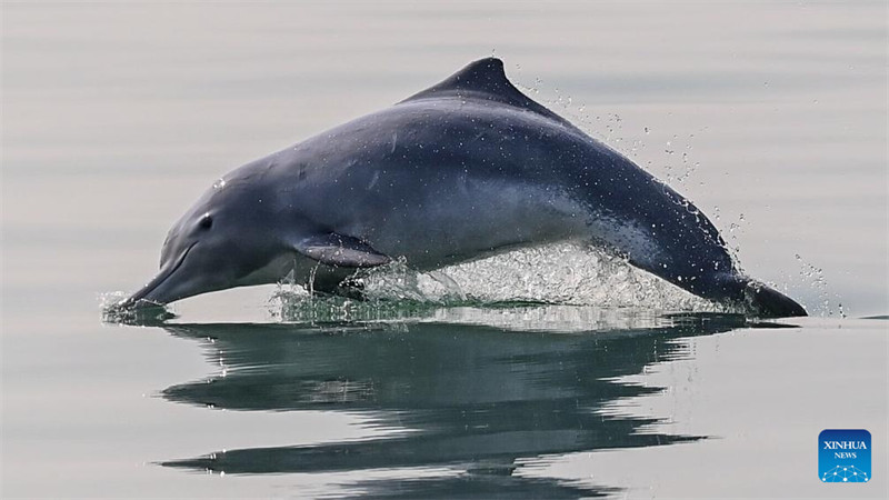Ghuba ndogo ya Sanniang ya Guangxi, maskani ya pomboo weupe wa China