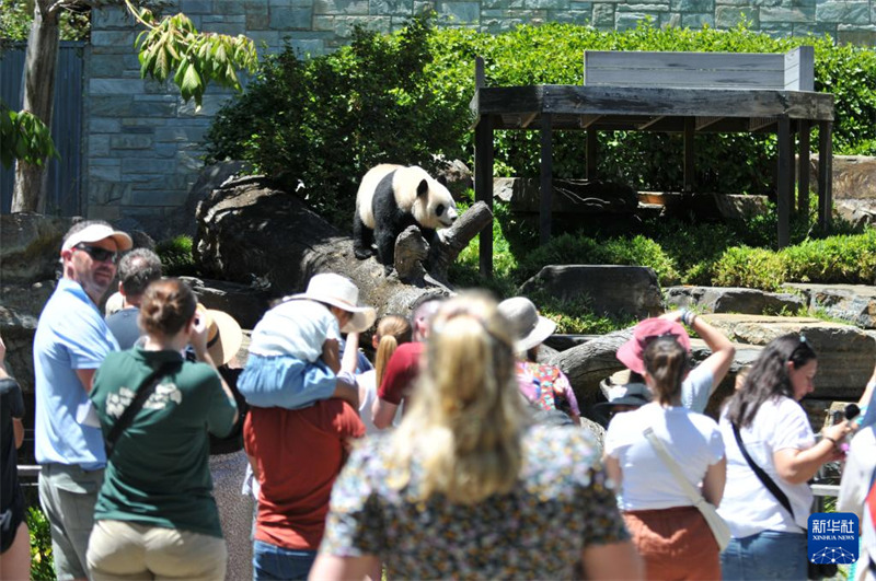 Hafla ya Kukaribisha Panda wa China yafanyika katika Bustani ya Wanyama ya Adelaide, Australia