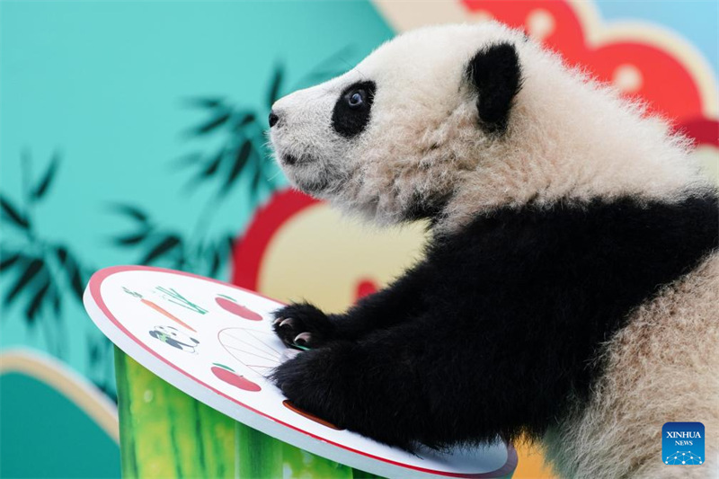 Vitoto vya Panda vyatuma salamu za Mwaka Mpya wa Jadi wa China kutoka kusini magharibi mwa China