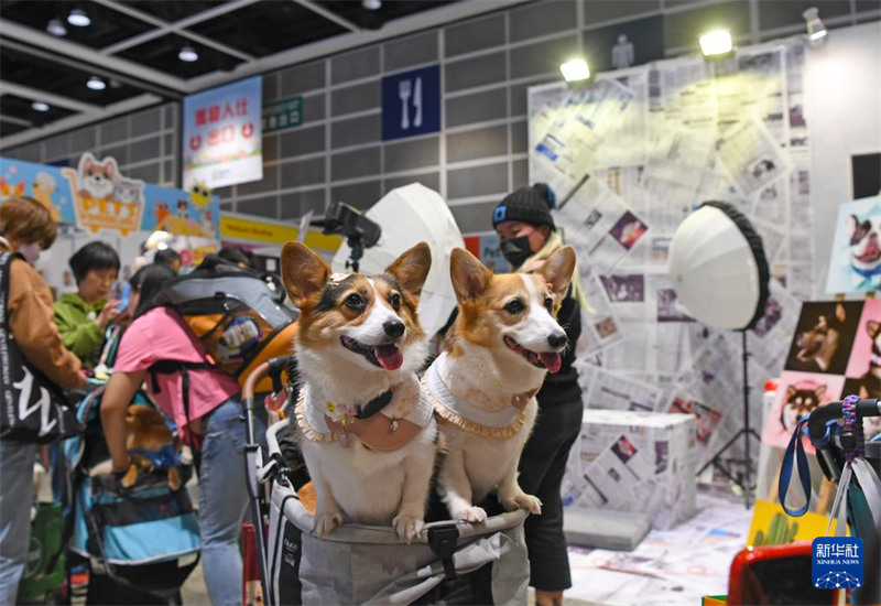 Maonyesho ya wanyama vipenzi wa kuishi nyumbani na binadamu yafunguliwa Hongkong, China