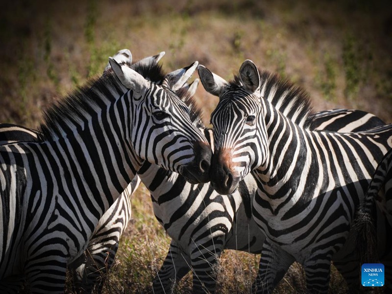 Mandhari na wanyama katika Hifadhai ya Taifa ya Nairobi, Kenya