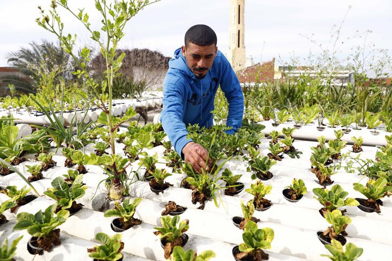 Mkulima akitunza bustani ya mboga juu ya paa la nyumba katika Kijiji cha Nagaa Aoun, Mkoa wa Beheira, Misri, Februari 18, 2025. (Xinhua/Ahmed Gomaa)