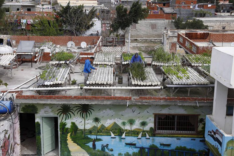 Wakulima wawili wakitunza bustani ya mboga juu ya paa la nyumba katika kijiji cha Nagaa Aoun, Mkoa wa Beheira, Misri, Februari 18, 2025. (Xinhua/Ahmed Gomaa)