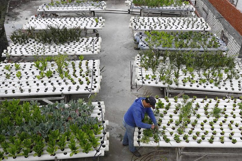 Mkulima akitunza bustani ya mboga juu ya paa la nyumba katika kijiji cha Nagaa Aoun, Mkoa wa Beheira, Misri, Februari 18, 2025. (Xinhua/Ahmed Gomaa)