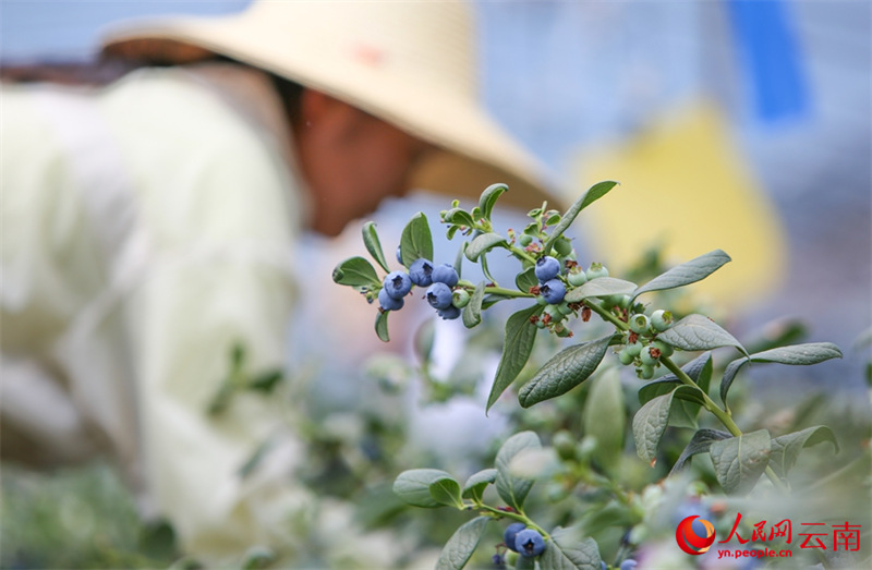 Kituo cha Upandaji Blueberry kidijitali chaingia msimu wa mavuno Yunnan, China
