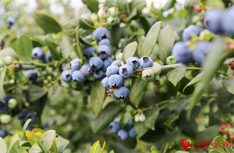 Kituo cha Upandaji Blueberry kidijitali chaingia msimu wa mavuno Yunnan, China