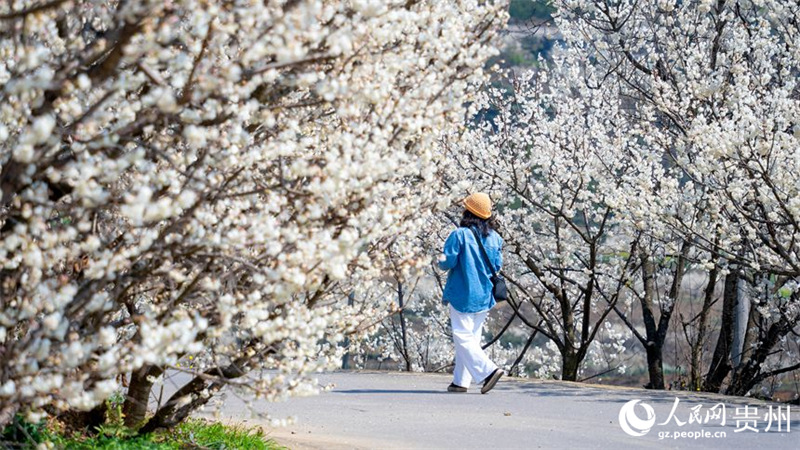 Mashamba makubwa ya miti ya cherry yachanua kwa wingi Guizhou, China