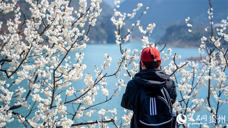 Mashamba makubwa ya miti ya cherry yachanua kwa wingi Guizhou, China