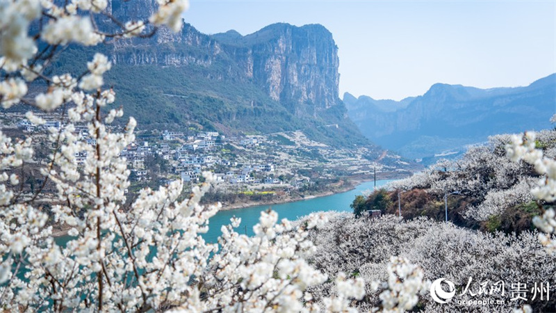 Mashamba makubwa ya miti ya cherry yachanua kwa wingi Guizhou, China