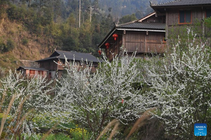 Kijiji cha Wuying katika Guangxi, China chahimiza kazi ya kurithisha na kuendeleza utamaduni wa kikabila