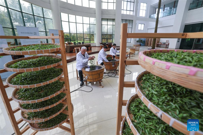 Chai ya Juyan ya Wuzhou yaingia msimu wa mavuno mkoani Zhejiang, China