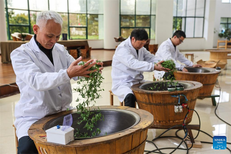 Chai ya Juyan ya Wuzhou yaingia msimu wa mavuno mkoani Zhejiang, China