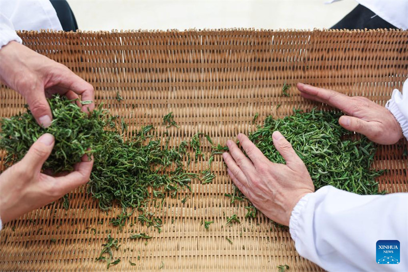 Chai ya Juyan ya Wuzhou yaingia msimu wa mavuno mkoani Zhejiang, China