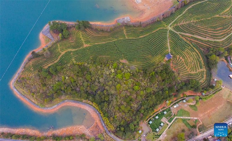 Chai ya Juyan ya Wuzhou yaingia msimu wa mavuno mkoani Zhejiang, China