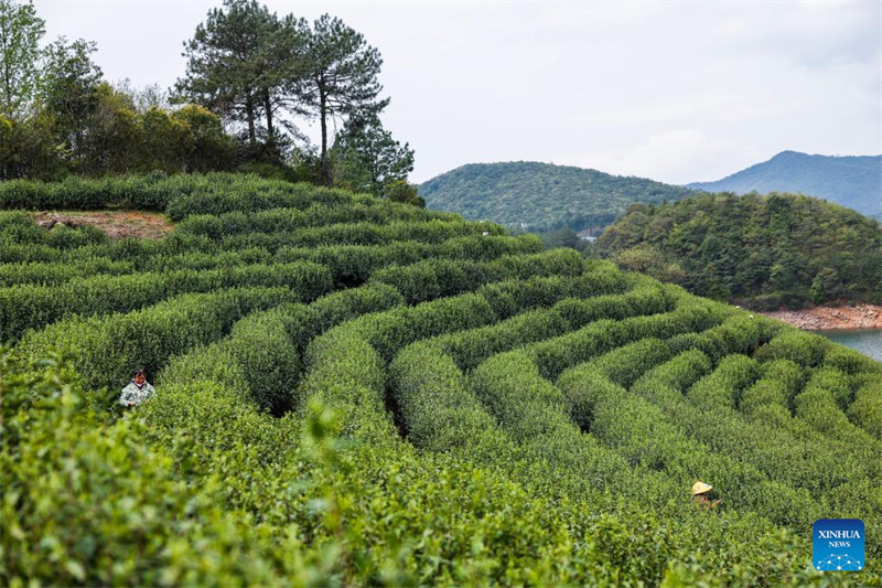 Chai ya Juyan ya Wuzhou yaingia msimu wa mavuno mkoani Zhejiang, China