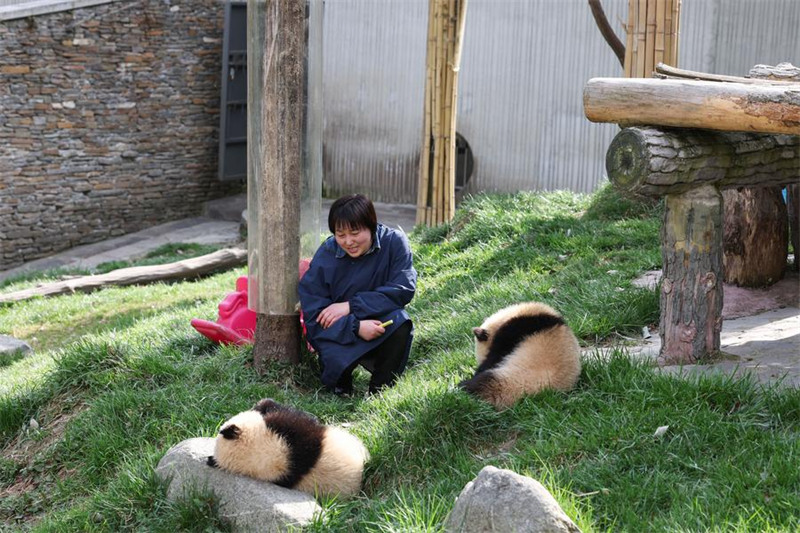 Mlinzi akua pamoja na panda Sichuan, China