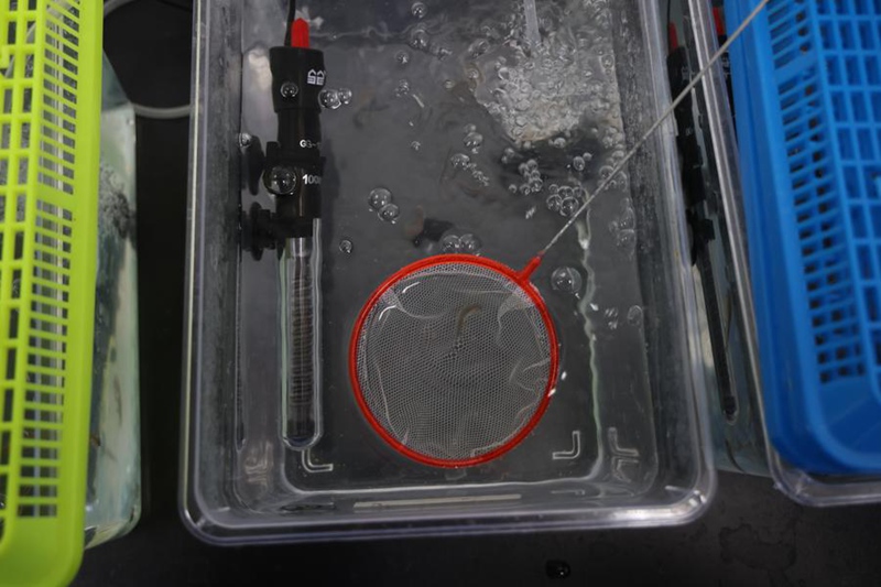 Mfanyakazi akiangalia hali ya samakipundamili (zebrafish) kwa ajili ya matumizi ya ziada kwenye Kituo cha Kurushia Satalaiti cha Jiuquan, kaskazini-magharibi mwa China, Aprili 25, 2024. (Xinhua/Jin Liwang)