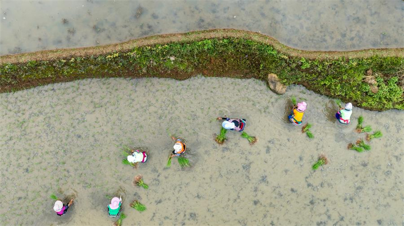 Mfumo wa kiikolojia wa kilimo wenye umri wa miaka 1,300 wang'aa katika Mkoa wa Yunnan, China