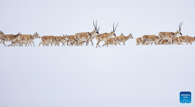 Hali ya maendeleo ya Mji wa Nagqu, Xizang, China
