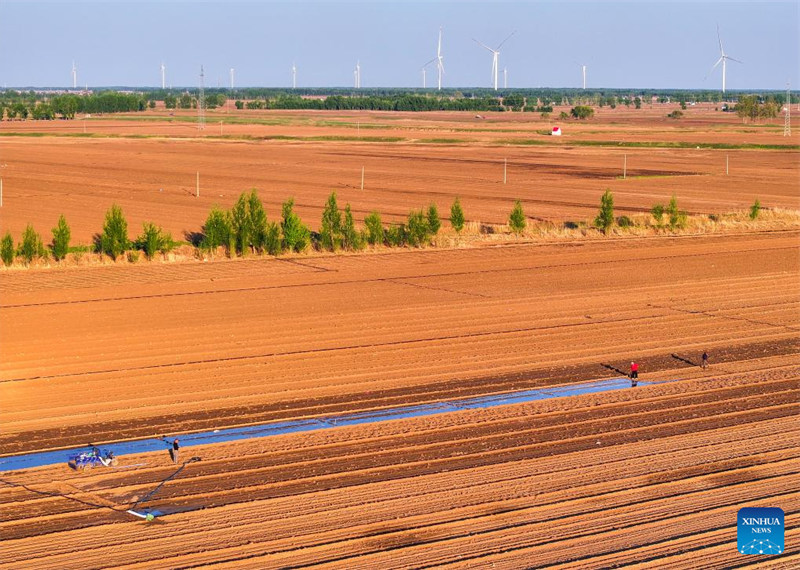 Picha iliyopigwa Mei 10, 2025 ikionyesha wakulima wakiweka njia za kupitisha maji ya kumwagilia mashambani kwenye Kijiji cha Kunduhua katika Mji mdogo wa Qianjiadian wa Wilaya ya Horqin, Mji wa Tongliao, Mkoa wa Mongolia ya Ndani, kaskazini mwa China.  (Xinhua/Lian Zhen)